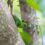 Finsch's Pygmy Parrot (image by Pete Morris)