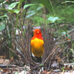 male Flame Bowerbird (image by János Oláh)
