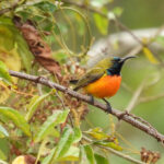 Flame-breasted Sunbird (image by Graeme Wright)