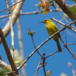 Flame-eared Honeyeater (image by Craig Robson)