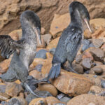 Flightless Cormorants (image by Pete Morris)