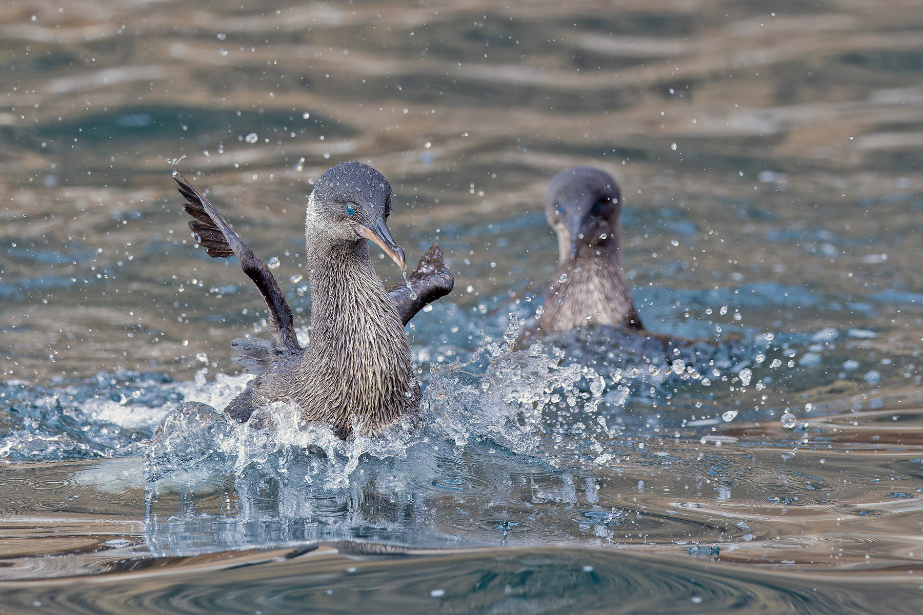 Flightless Cormorants (image by Pete Morris)