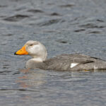 Flightless Steamer Duck (image by Pete Morris)