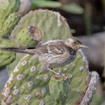 Floreana Mockingbird (image by Pete Morris)