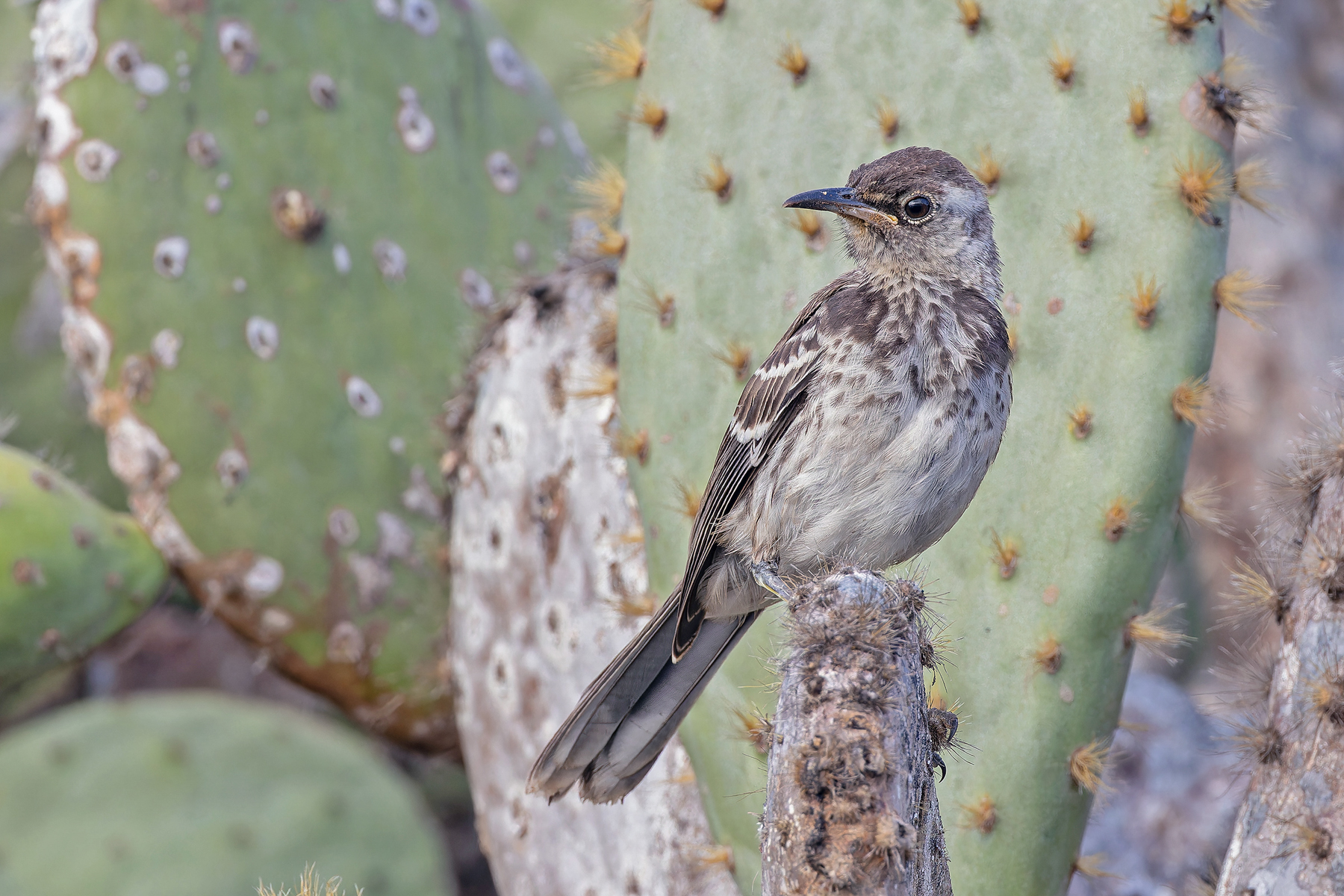 Floreana Mockingbird (image by Pete Morris)