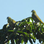 Flores Green Pigeon (image by Graeme Wright)