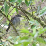 Flores Shortwing (image by Craig Robson)