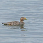 Flying Steamer Duck (image by Pete Morris)