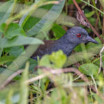 Galapagos Crake (image by Pete Morris)