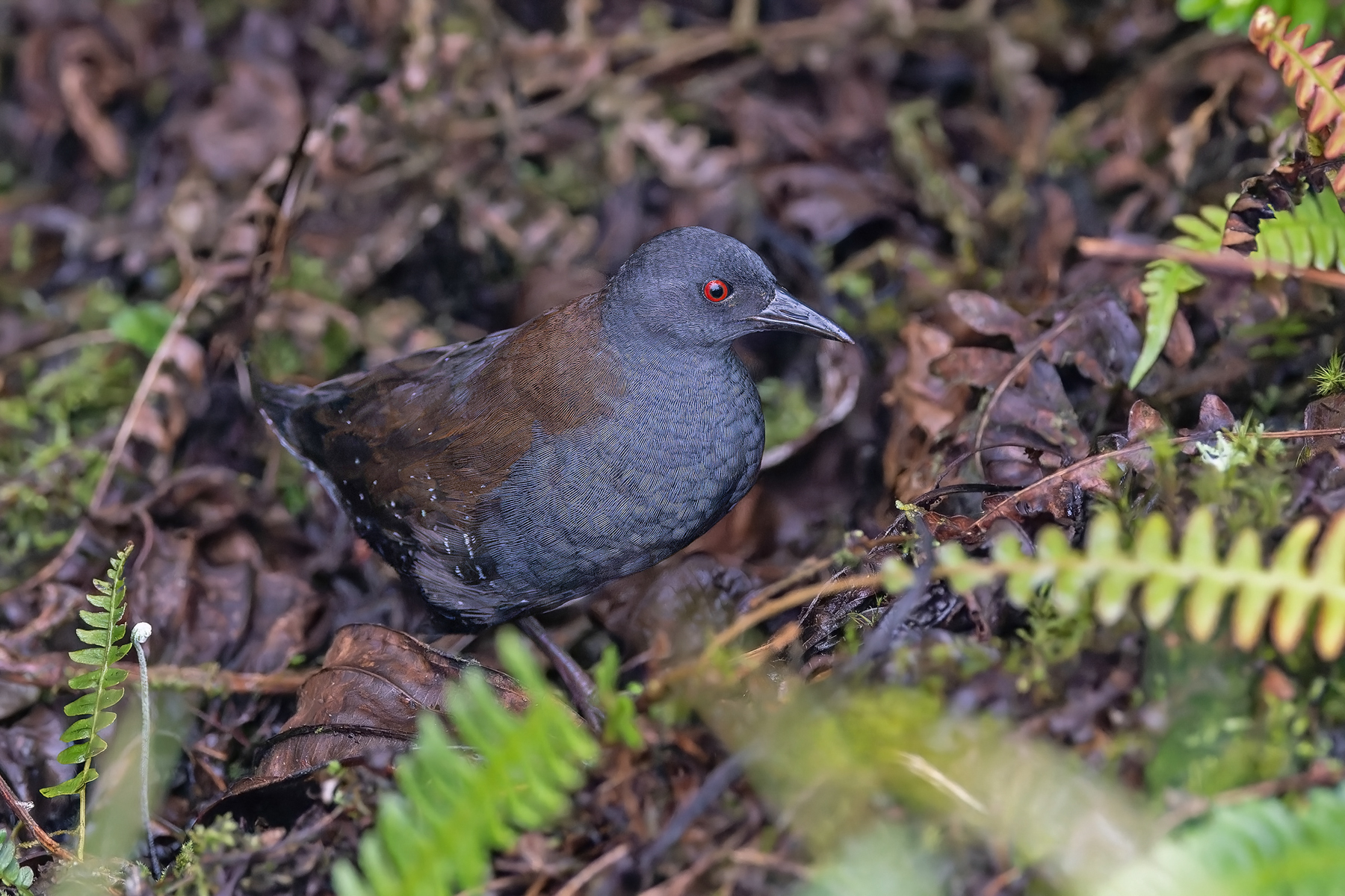 Galapagos Crake (image by Pete Morris)