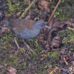 Galapagos Crake (image by Pete Morris)