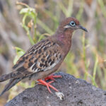 Galapagos Dove (image by Pete Morris)