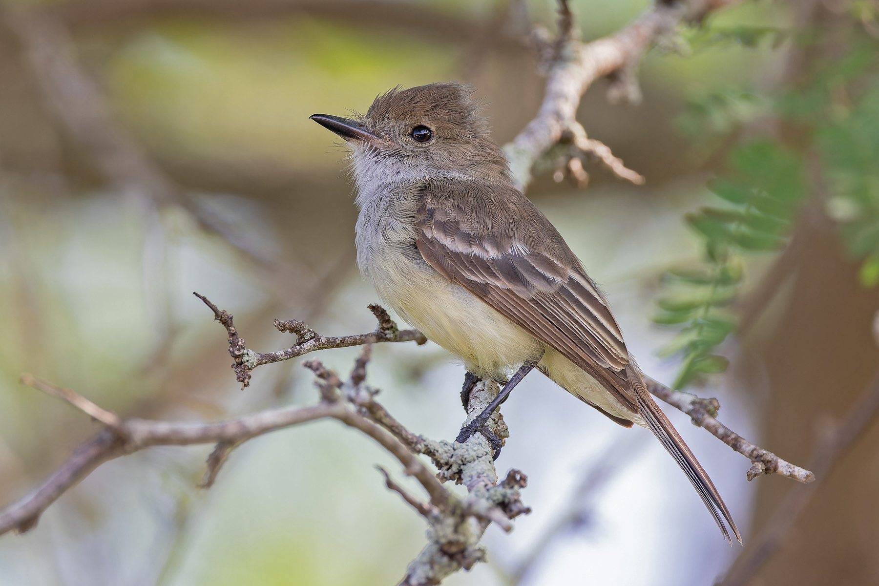 Galapagos Flycatcher (image by Pete Morris)