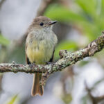 Galapagos Flycatcher (image by Pete Morris)