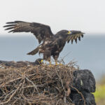 Galapagos Hawk (image by Pete Morris)