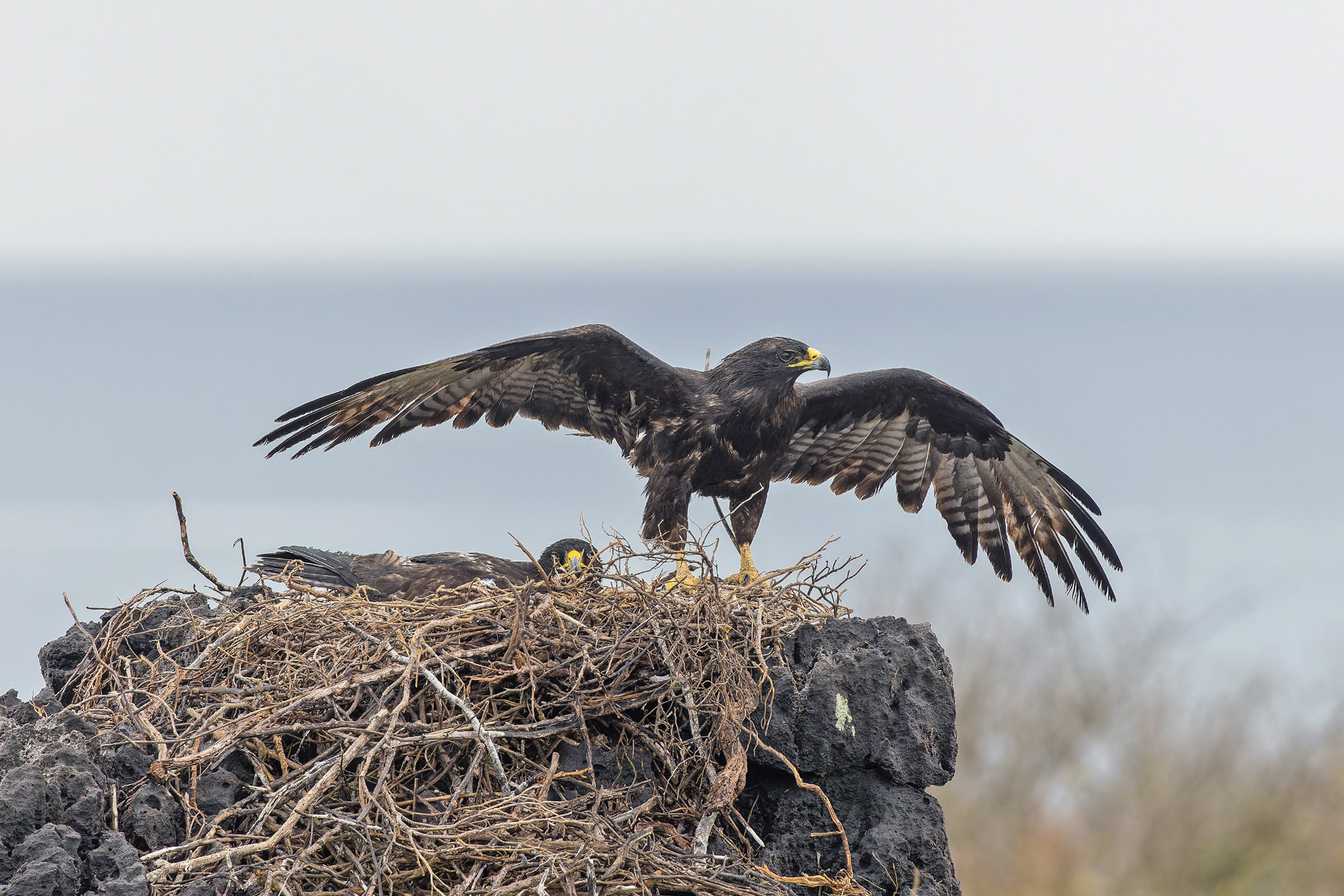 Galapagos Hawk (image by Pete Morris)