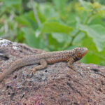 Galapagos Lava Lizard (image by Pete Morris)