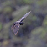 Galapagos Martin (image by Pete Morris)