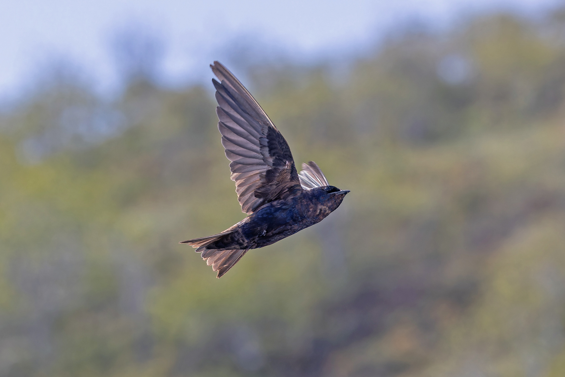 Galapagos Martin (image by Pete Morris)