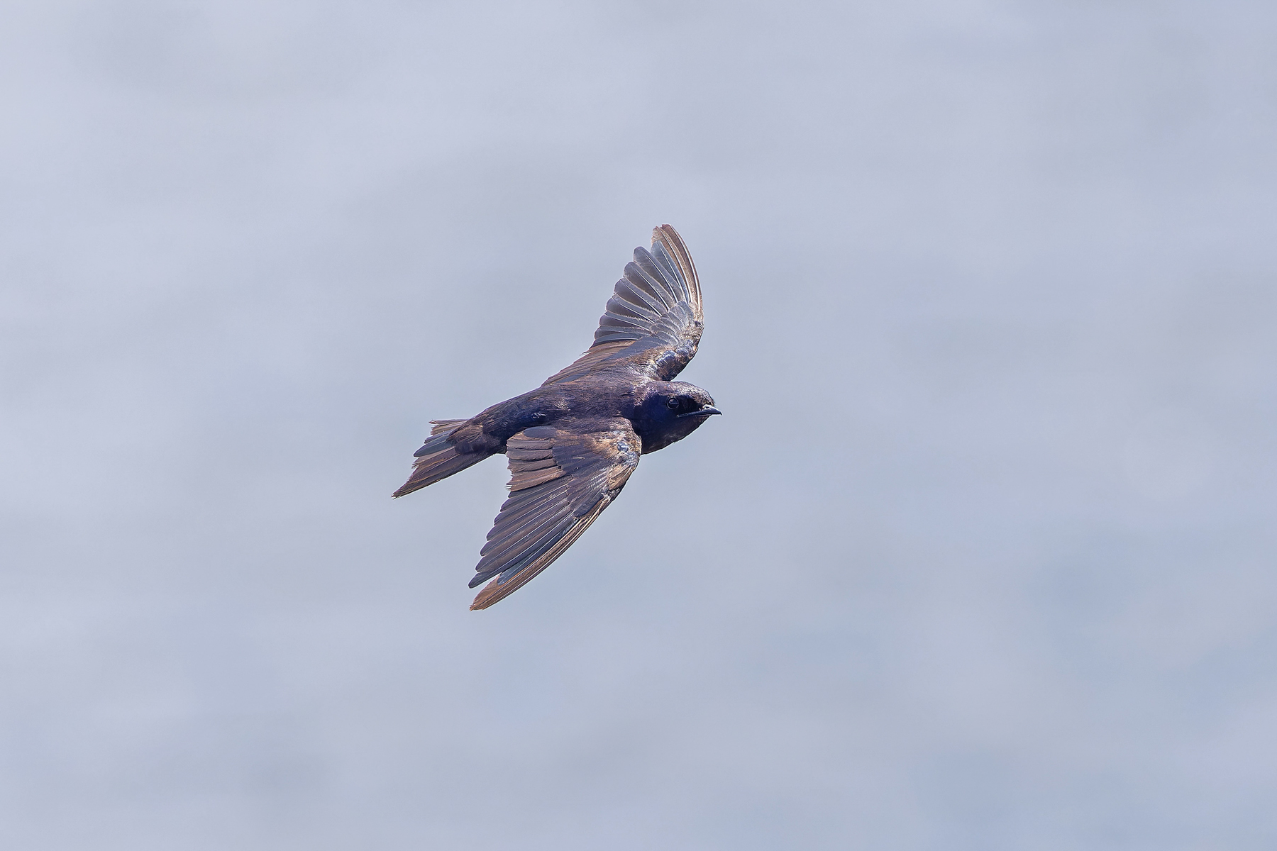 Galapagos Martin (image by Pete Morris)