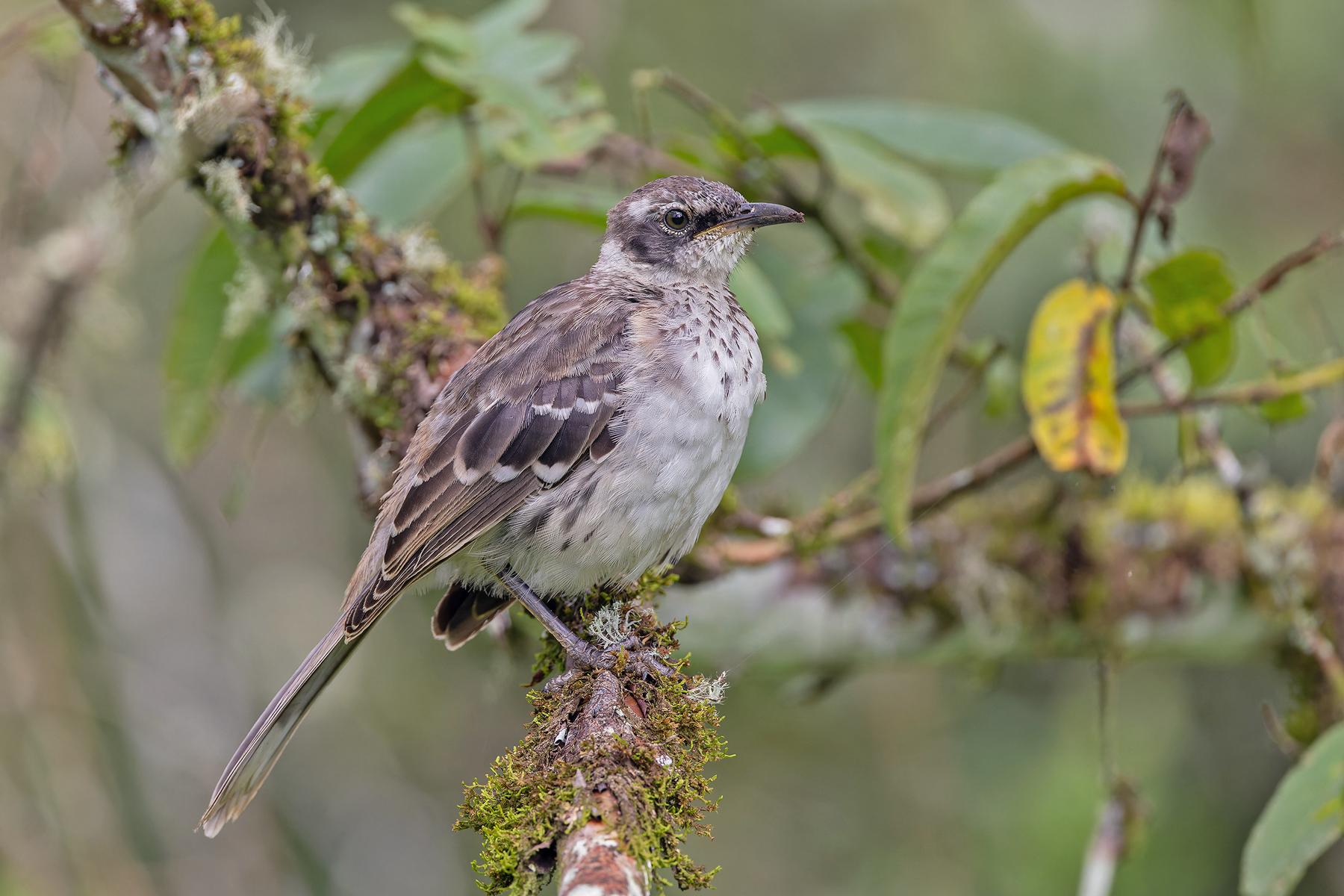 Galapagos Mockingbird (image by Pete Morris)