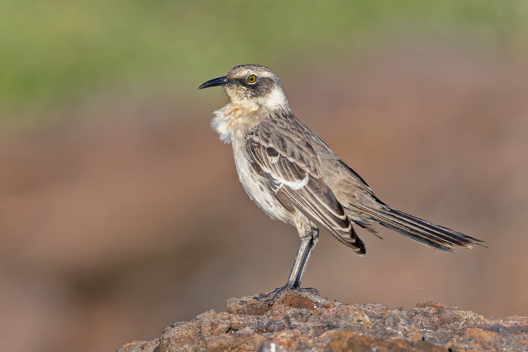 Galapagos (Genevosa) Mockingbird (image by Pete Morris)