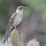 Galapagos (Genevosa) Mockingbird (image by Pete Morris)