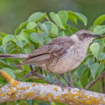 Galapagos (Isabela) Mockingbird (image by Pete Morris)