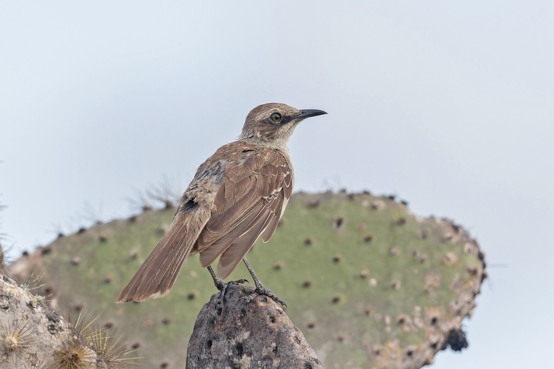 Galapagos (Isabela) Mockingbird (image by Pete Morris)