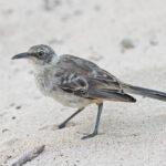 Galapagos (Santa Fe) Mockingbird (image by Pete Morris)