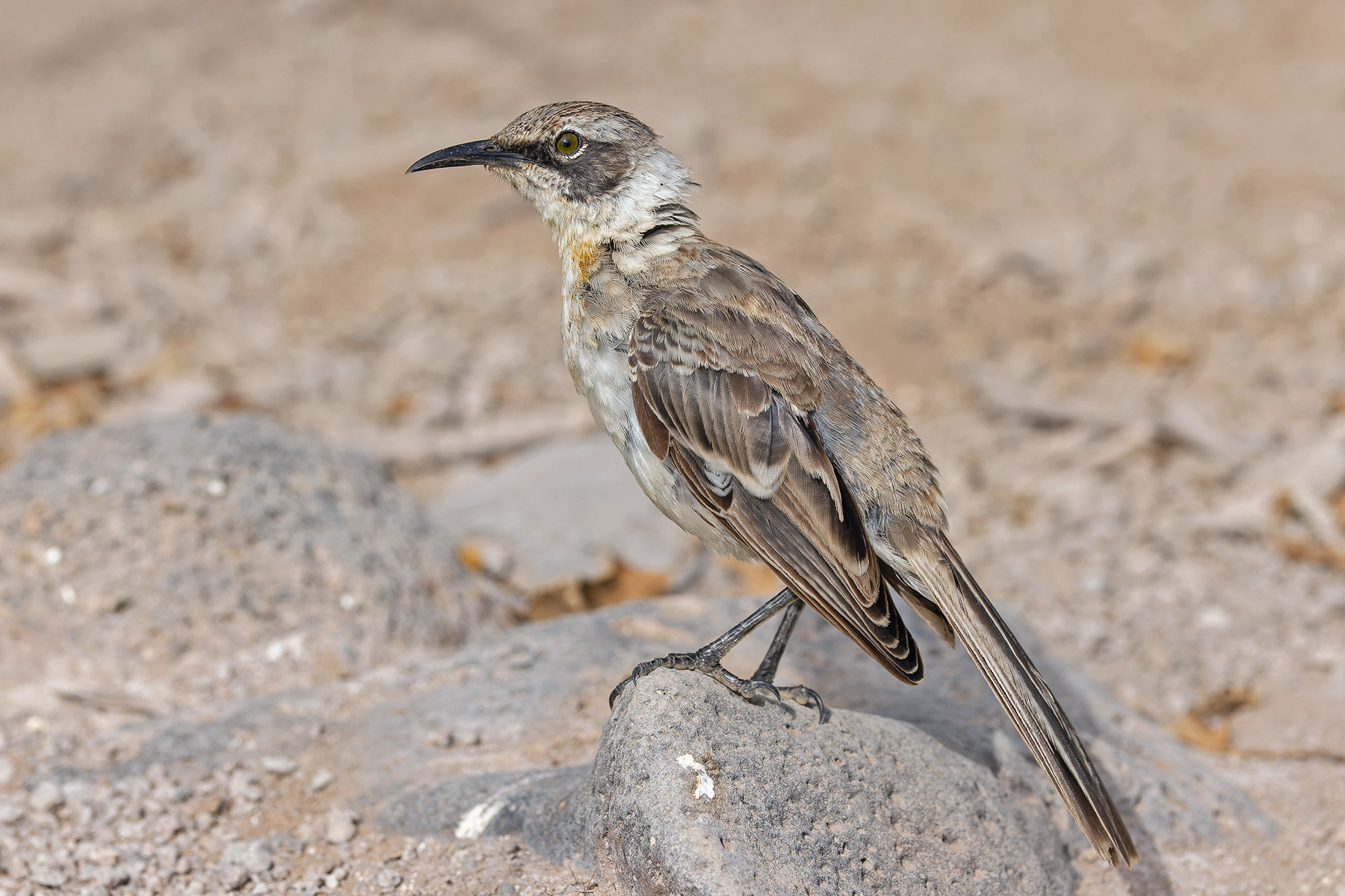 Galapagos (Santa Fe) Mockingbird (image by Pete Morris)