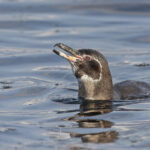 Galapagos Penguin (image by Pete Morris)