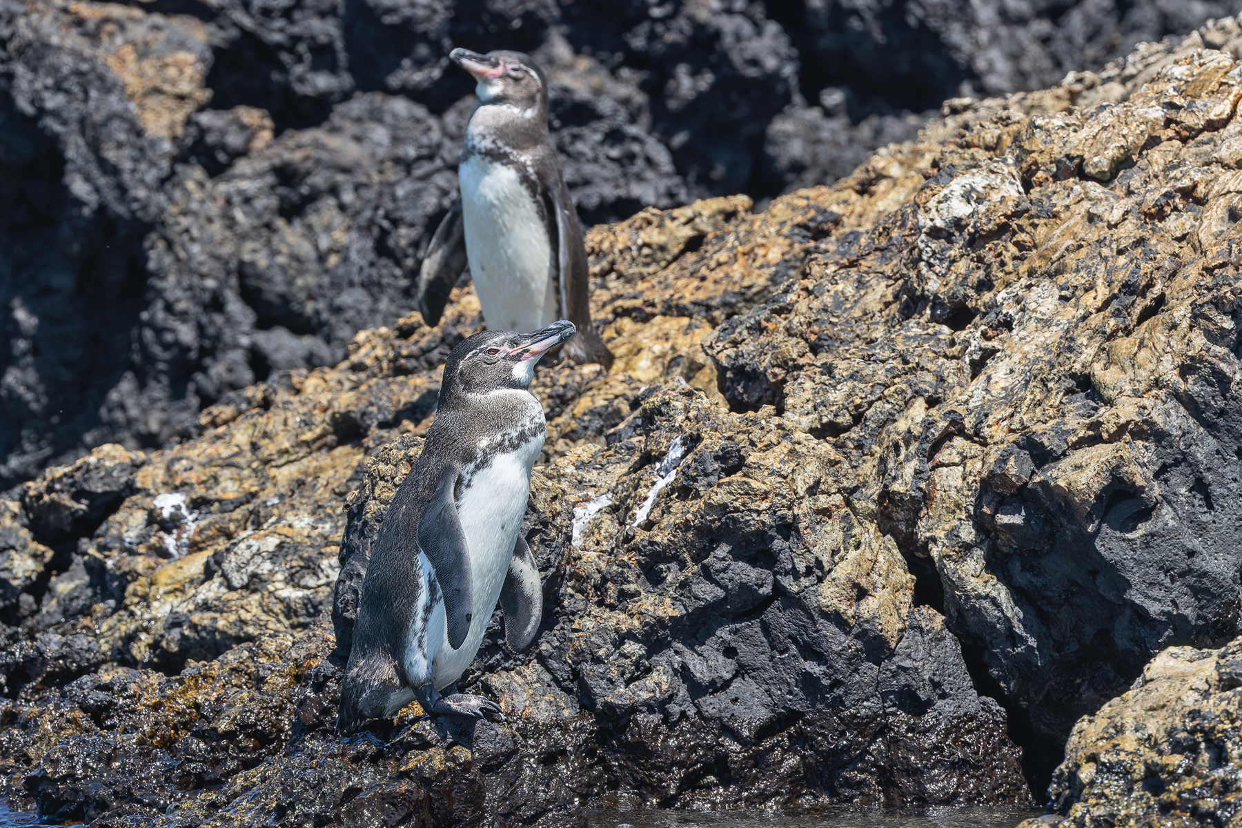Galapagos Penguins (image by Pete Morris)