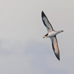 Galapagos Petrel (image by Pete Morris)