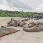 Galapagos Sea Lions (image by Pete Morris)