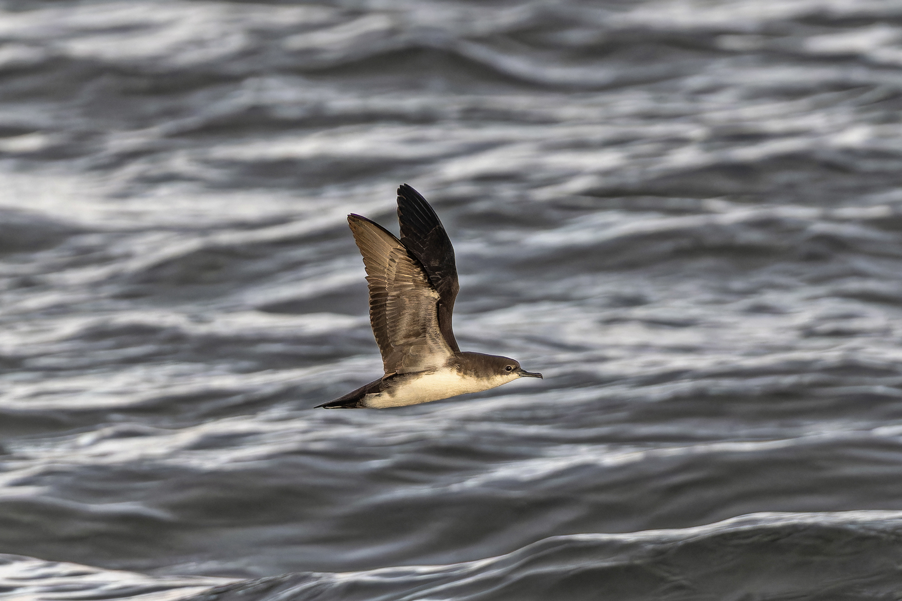 Galapagos Shearwater (image by Pete Morris)