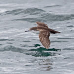 Galapagos Shearwater (image by Pete Morris)