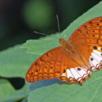 Guadalcanal Butterfly (image by Pete Morris)