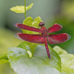 Guadalcanal Dragonfly (image by Pete Morris)
