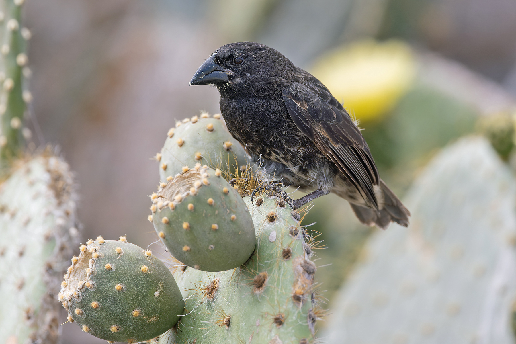 Genevosa Cactus Finch (image by Pete Morris)