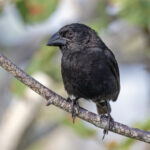 Genevosa Cactus Finch (image by Pete Morris)