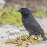 Genevosa Ground Finch (image by Pete Morris)