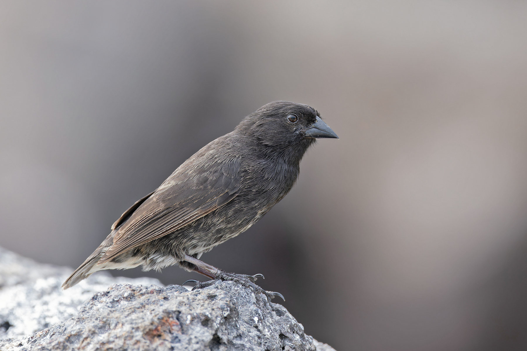 Genevosa Ground Finch (image by Pete Morris)