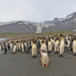 Gentoo Penguin and King Penguins (image by Pete Morris)