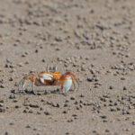 Ghost Crab (image by Pete Morris)