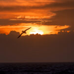 Gian Petrel in the sunset (image by Pete Morris)