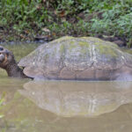 Giant Tortoise (image by Pete Morris)