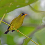 Gizo White-eye (image by Pete Morris)