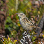 Grass Wren (image by Pete Morris)
