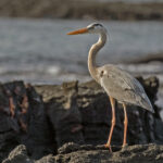 Great Blue Heron (image by Pete Morris)